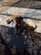 Mixed Puppies for sale in Coopersburg, PA 18036, USA. price: $400