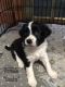Mixed Puppies for sale in Rochester, NY, USA. price: $550