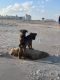 Mixed Puppies for sale in Palm Coast, FL 32164, USA. price: NA
