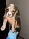 Mixed Puppies for sale in Bethlehem, PA, USA. price: $1,500