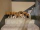 Mixed Puppies for sale in Redmond, WA 98053, USA. price: NA
