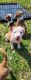 Mixed Puppies for sale in Athens, GA, USA. price: $100
