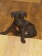 Mixed Puppies for sale in Blacksburg, SC 29702, USA. price: $20