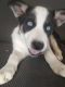 Mixed Puppies for sale in Commerce City, CO, USA. price: NA