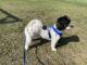 Mixed Puppies for sale in Kissimmee, FL 34746, USA. price: NA