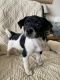 Mixed Puppies for sale in Glendale, AZ, USA. price: $200
