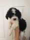 Mixed Puppies for sale in Goodyear, AZ, USA. price: $100