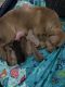 Mixed Puppies for sale in North Adams, MA 01247, USA. price: NA