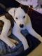 Mixed Puppies for sale in San Ramon, CA 94583, USA. price: NA