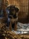 Mixed Puppies for sale in Scottsburg, IN 47170, USA. price: NA