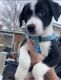 Mixed Puppies for sale in Mountain Home, ID 83647, USA. price: NA
