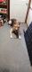 Mixed Puppies for sale in Columbus, OH, USA. price: $110