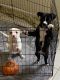 Mixed Puppies for sale in Richmond, KY, USA. price: NA
