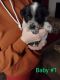 Mixed Puppies for sale in Medford, WI 54451, USA. price: $75