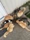 Mixed Cats for sale in Katy, TX, USA. price: NA