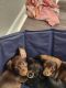 Mixed Puppies for sale in 100 Turtle Creek Dr, Greenville, SC 29615, USA. price: $7,500