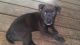 Mixed Puppies for sale in Live Oak, FL, USA. price: NA