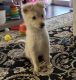 Mixed Puppies for sale in Woodland Hills, CA 91367, USA. price: NA