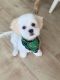 Mixed Puppies for sale in Lambertville, MI, USA. price: $2,500