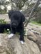 Mixed Puppies for sale in Napa, CA, USA. price: NA
