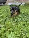 Mixed Puppies for sale in Merced, CA, USA. price: NA