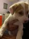 Mixed Puppies for sale in Whiteville, NC 28472, USA. price: NA