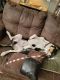 Mixed Puppies for sale in Portage, IN, USA. price: $100