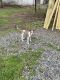 Mixed Puppies for sale in Salisbury, NC, USA. price: NA