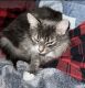 Mixed Cats for sale in Kent, WA 98030, USA. price: NA