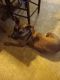 Mixed Puppies for sale in Wetumpka, AL, USA. price: NA