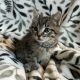 Mixed Cats for sale in Kent, WA 98042, USA. price: NA