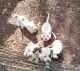 Mixed Puppies for sale in Scottsburg, VA 24589, USA. price: NA