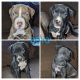 Mixed Puppies for sale in Binghamton, NY 13905, USA. price: $100
