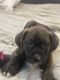 Mixed Puppies for sale in Hillcrest Heights, MD 20748, USA. price: NA