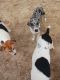 Mixed Puppies for sale in Crandall, GA 30711, USA. price: NA