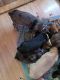 Mixed Puppies for sale in Lathrop, MO 64465, USA. price: NA