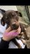Mixed Puppies for sale in Cleburne, TX 76033, USA. price: $75