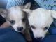 Mixed Puppies for sale in Alexander City, AL, USA. price: NA