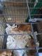 Mixed Puppies for sale in New Port Richey, FL, USA. price: $100