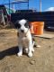 Mixed Puppies for sale in Hermiston, OR, USA. price: NA
