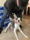 Mixed Puppies for sale in Morgantown, WV, USA. price: NA