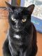 Mixed Cats for sale in 85 Raemoor Dr, Palm Coast, FL 32164, USA. price: NA