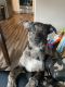 Mixed Puppies for sale in Auburn, WA, USA. price: $250