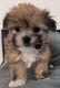 Mixed Puppies for sale in Bellevue, WA 98007, USA. price: NA