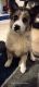 Mixed Puppies for sale in Upland, CA, USA. price: $1,500