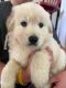 Mixed Puppies for sale in Winston-Salem, NC, USA. price: $400
