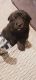 Mixed Puppies for sale in Mansfield, TX, USA. price: $100