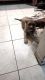 Mixed Puppies for sale in 155 NW 209th St, Miami, FL 33169, USA. price: NA