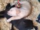 Mixed Puppies for sale in Greer, SC, USA. price: $180