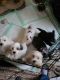 Mixed Puppies for sale in Lansing, MI, USA. price: NA